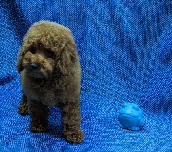 poodle puppies for sale