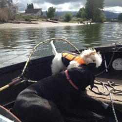 Bichonpoo Bacc.fishing