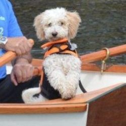 Bishonpoo M Baccellieri