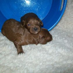 Cockapoo males just born