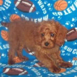 Red Male Cockapoo standing