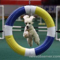 Sammy Boy - Poodle Agility