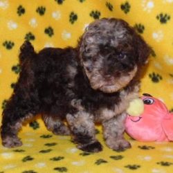 cockapooF1c