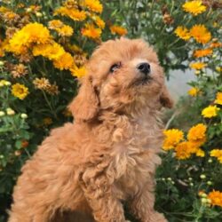 Tiny Toy Poodles